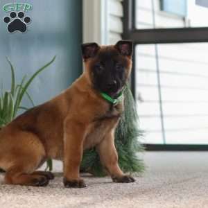 Honey, Belgian Malinois Puppy